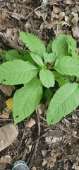Phytolacca americana