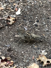 Passer domesticus