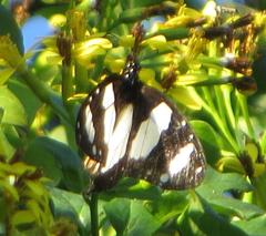 Amauris ochlea ochlea