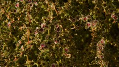 Salsoleae