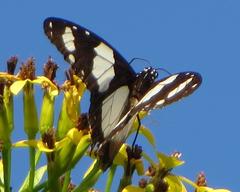 Amauris ochlea ochlea