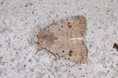 Caradrina kadenii