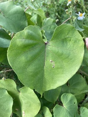 Ipomoea alba