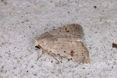 Caradrina kadenii