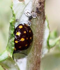Chrysolina vigintimaculata
