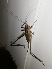 Antaxius spinibrachius