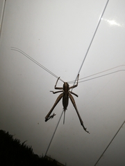 Antaxius spinibrachius