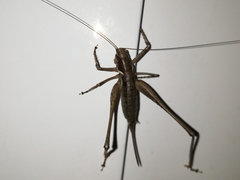 Antaxius spinibrachius