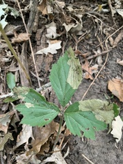 Phytomyza actaeivora