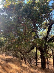 Quercus × eplingii