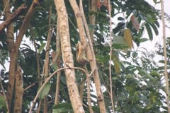 Tamiops mcclellandii