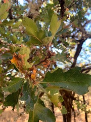 Quercus × eplingii