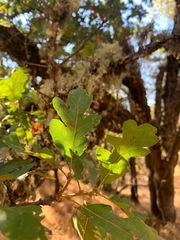 Quercus × eplingii