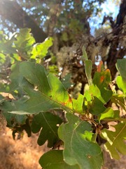 Quercus × eplingii