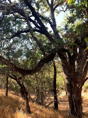 Quercus × eplingii