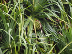 Pandanus kaida