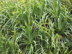 Pandanus kaida