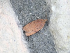 Phaeosaces coarctatella