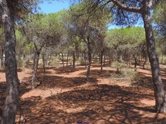 Retama monosperma