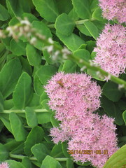 Hylotelephium spectabile