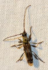 Graciliderolus parvus