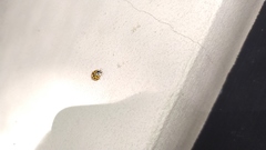 Harmonia axyridis