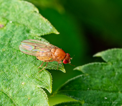 Drosophila quinaria
