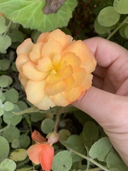 Begonia × tuberhybrida