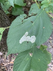 Calycomyza flavinotum