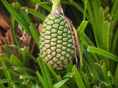 Pandanus kaida