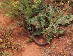 Psammophis notostictus
