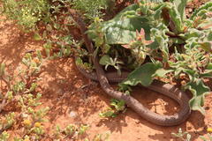 Psammophis notostictus