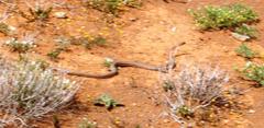 Psammophis notostictus