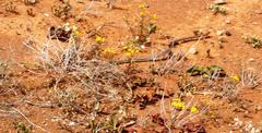 Psammophis notostictus