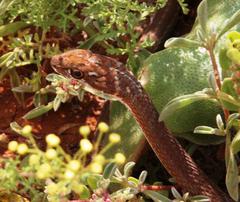 Psammophis notostictus
