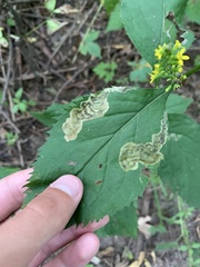 Nemorimyza posticata