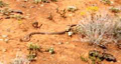 Psammophis notostictus