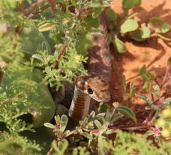 Psammophis notostictus