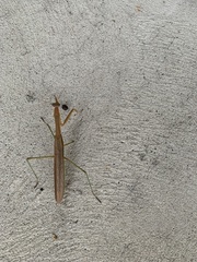 Tenodera sinensis