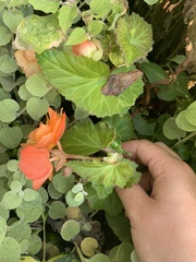 Begonia × tuberhybrida