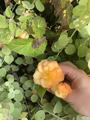 Begonia × tuberhybrida
