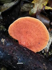 Pycnoporus sanguineus image