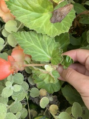 Begonia × tuberhybrida