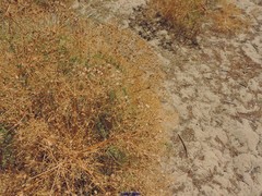 Cachrys libanotis