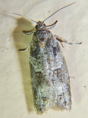 Decodes macdunnoughi