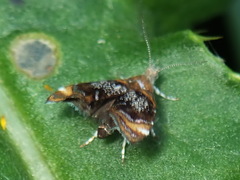 Prochoreutis inflatella