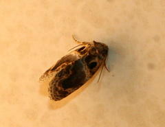 Protarache melaphora