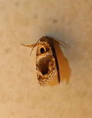 Protarache melaphora