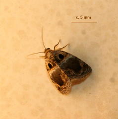 Protarache melaphora