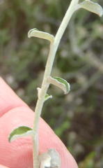 Plecostachys serpyllifolia